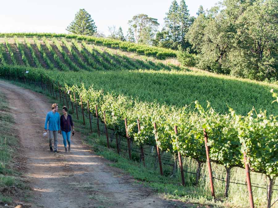 A couple walks down a path next to a vineyard in Dry Creek Valley AVA, Sonoma County