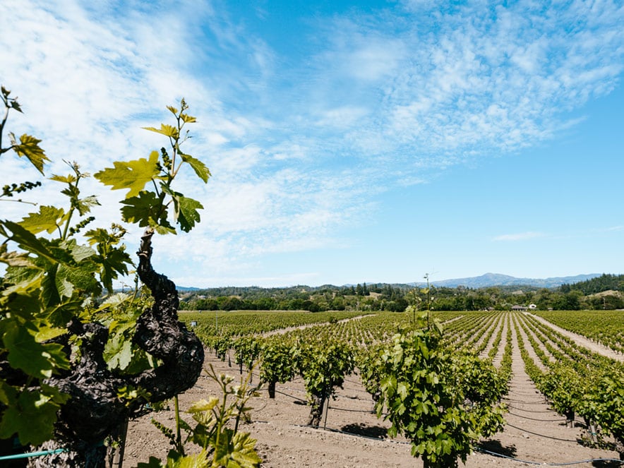 Zichichi Vineyards in Dry Creek Valley AVA