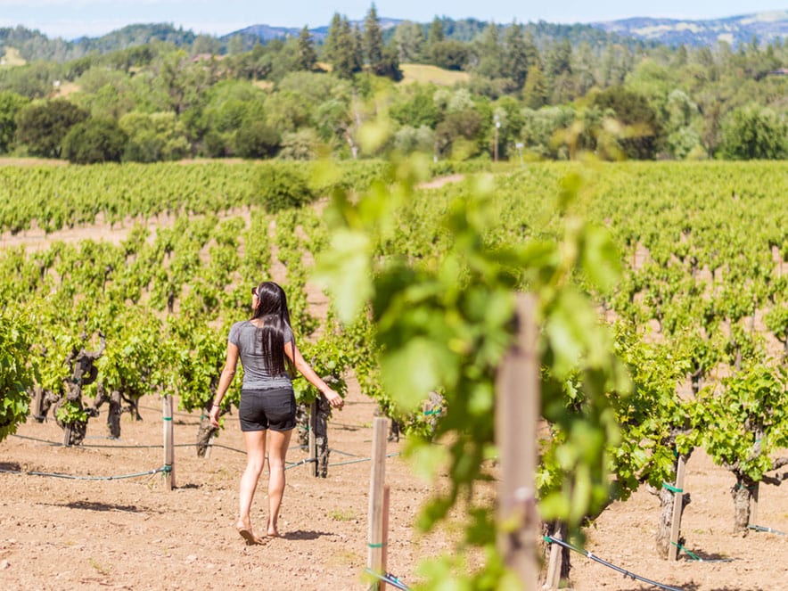 A woman walks through a green, leafy summertime vineyard