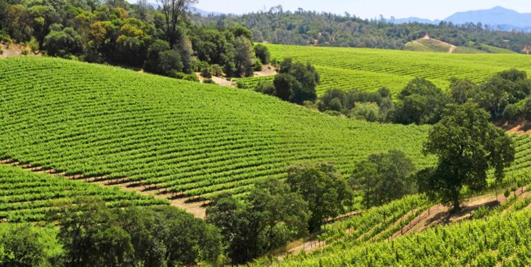 Vineyards in the summer at Dry Creek