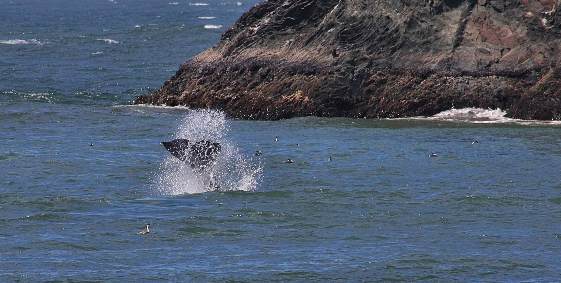 whale watching in sonoma coast state park