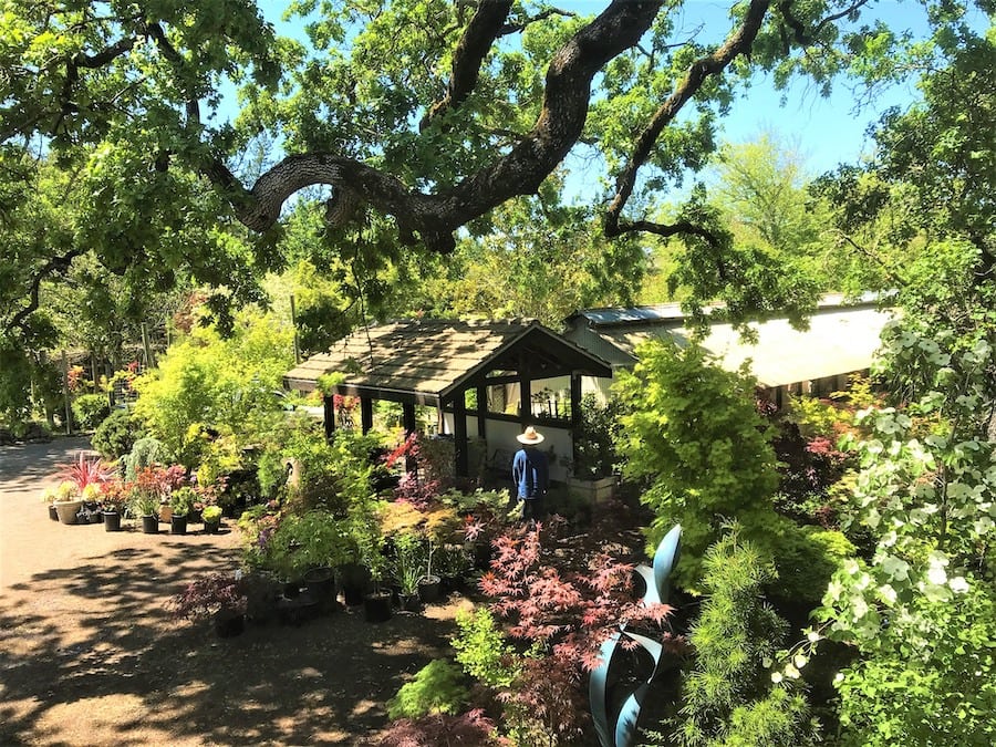 tree-shaded grounds of Wildwood Nursery in Kenwood 