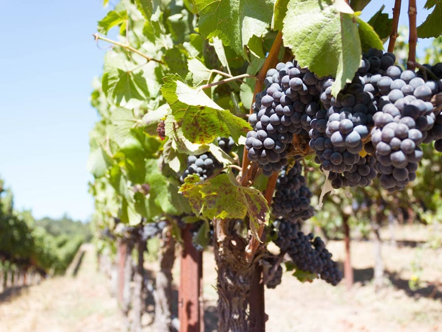 Purple grapes hang on a vine in Sonoma County