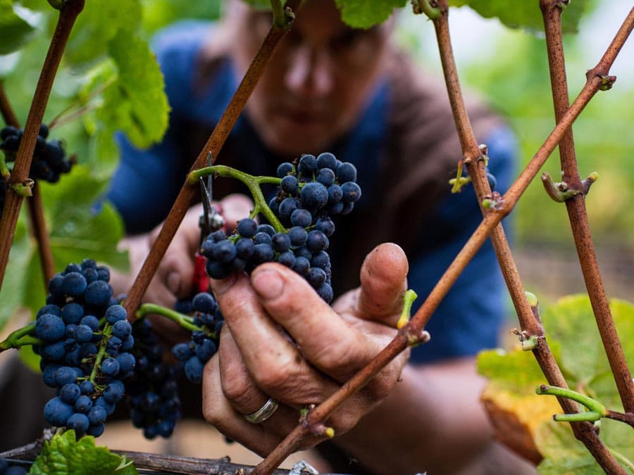 A person cuts a cluster of grapes from a vine