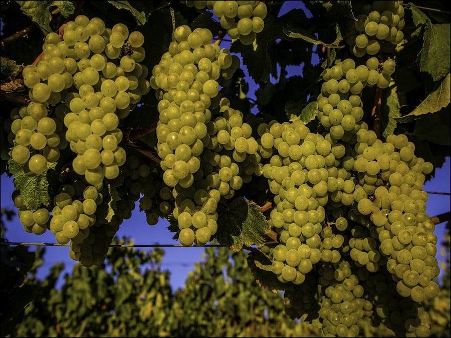 White wine grapes ready for harvest