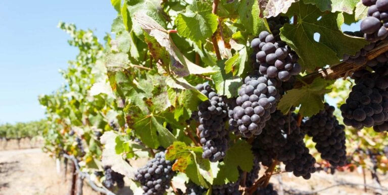 Wine grapes on the vine in Sonoma County