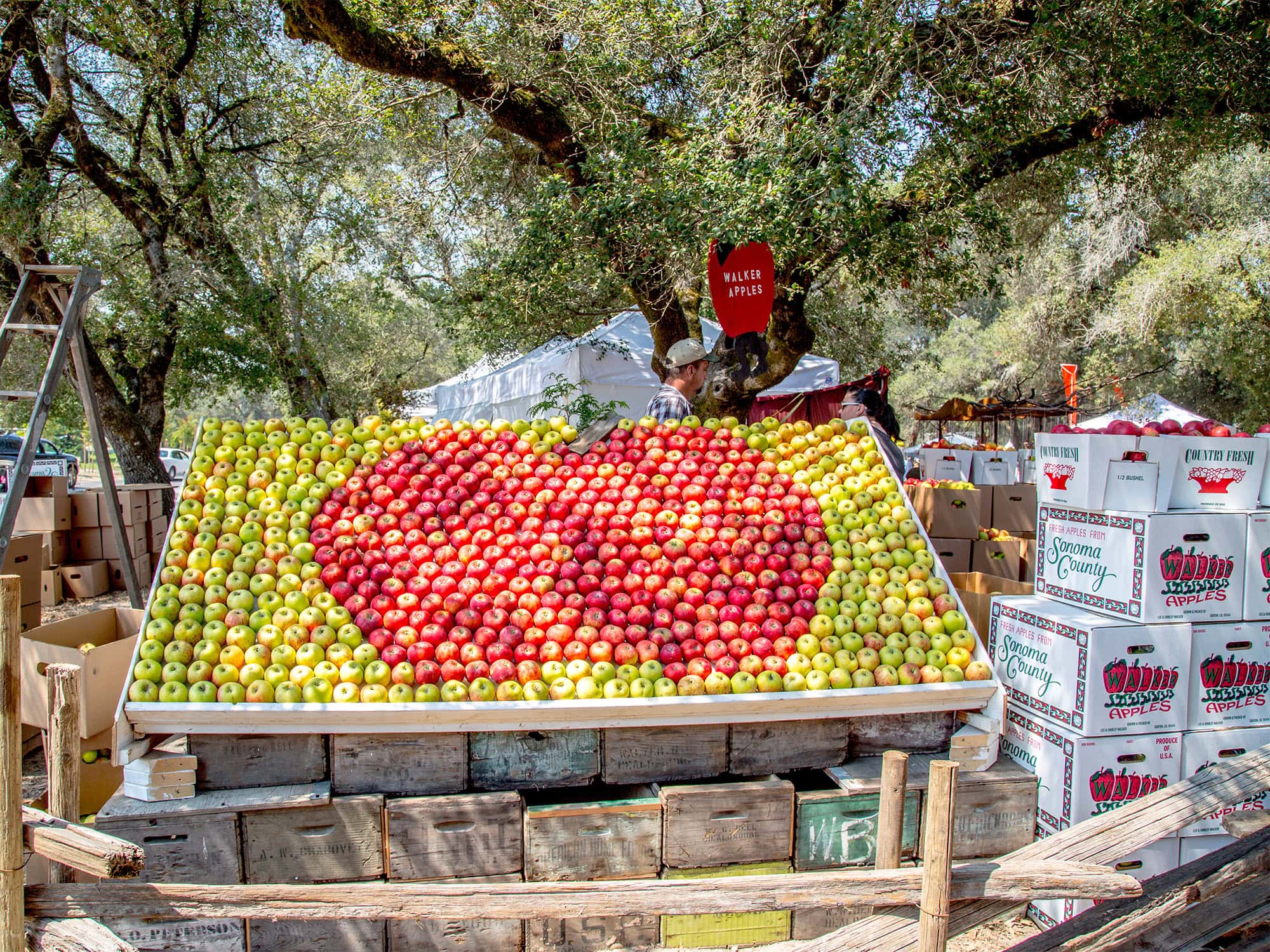 local gravenstein apples at the gravenstein apple fair and festival in sonoma county