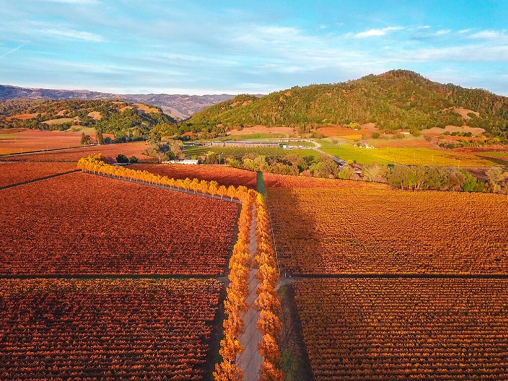 Fall colors in Sonoma County's vineyards.