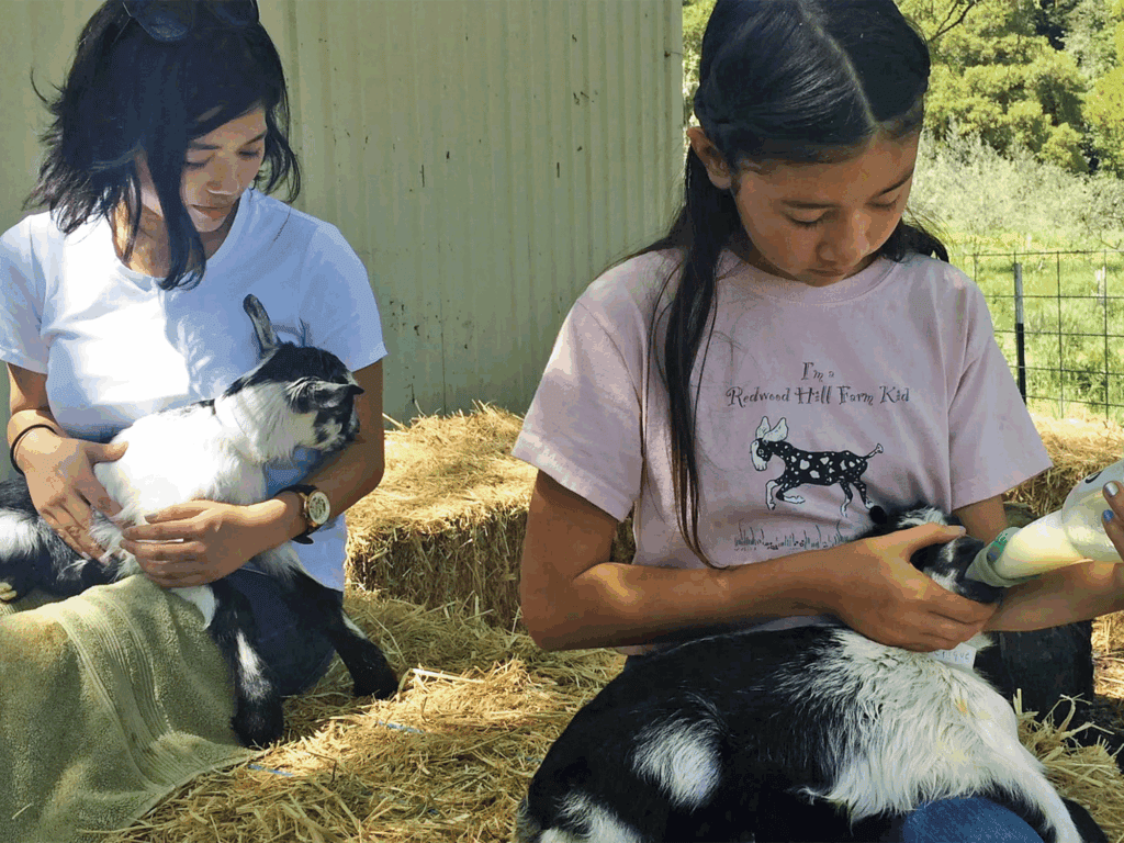 visitors feeding goats at redwood hill farm capracopia sonoma county