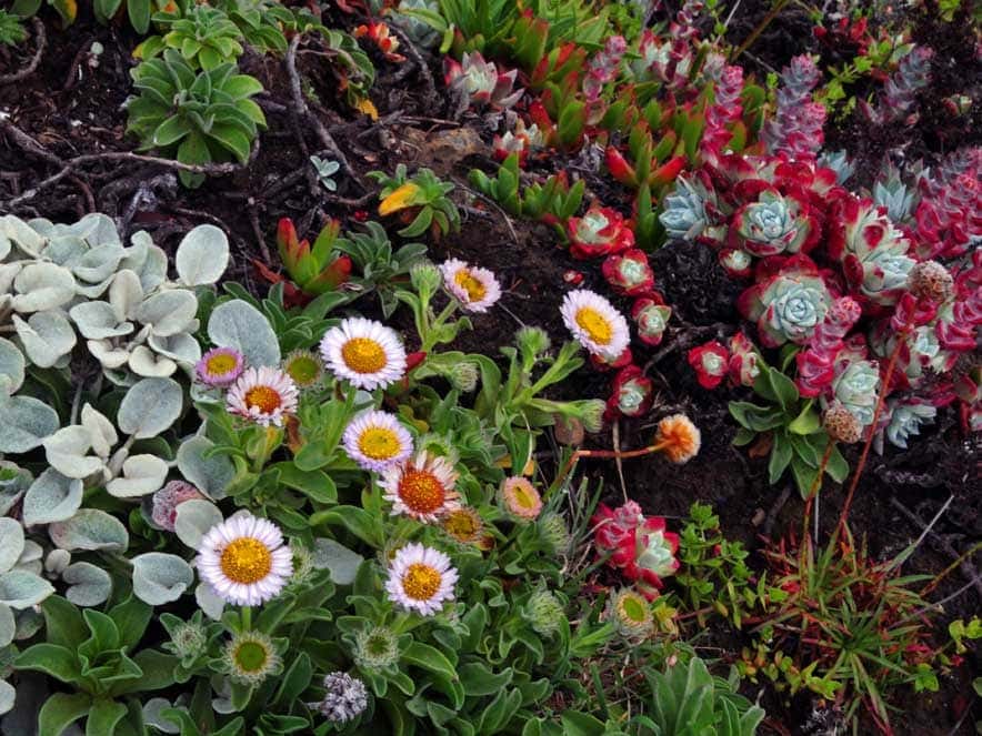 Sonoma Coast flowers