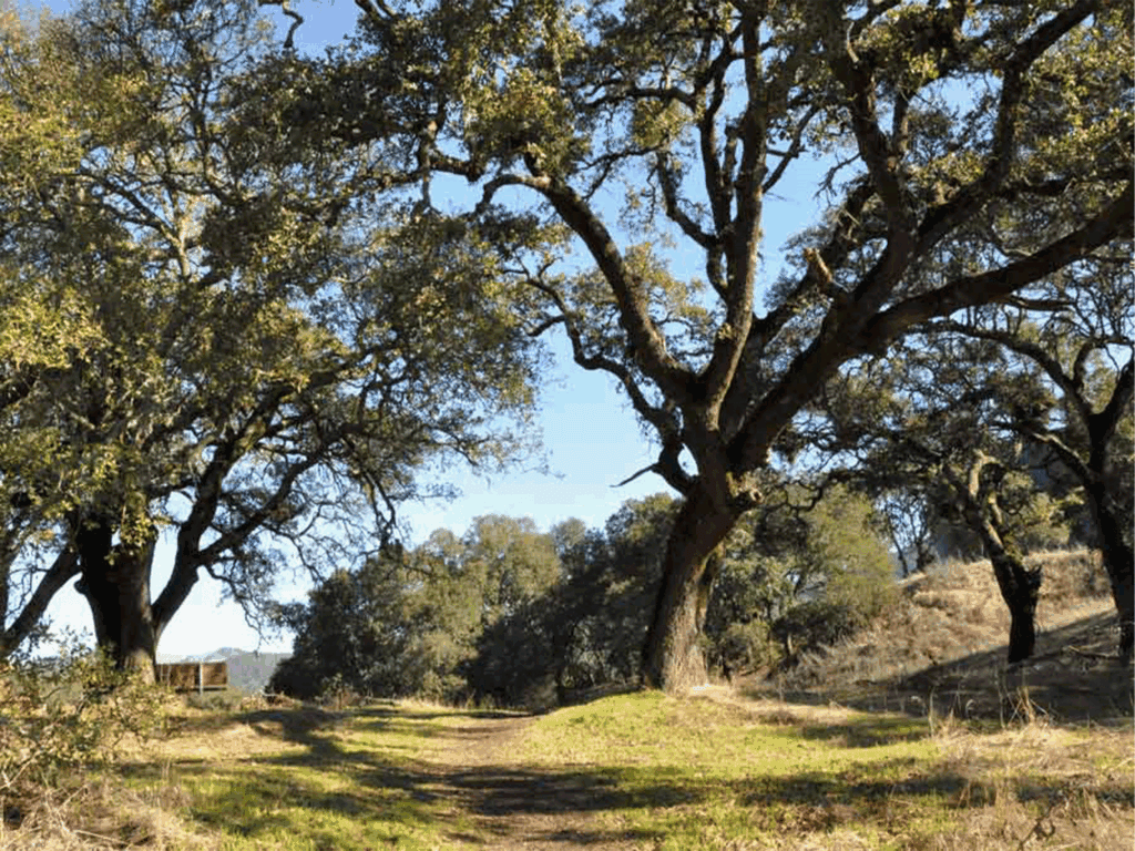 bench overlooking the view at the sonoma valley regional park