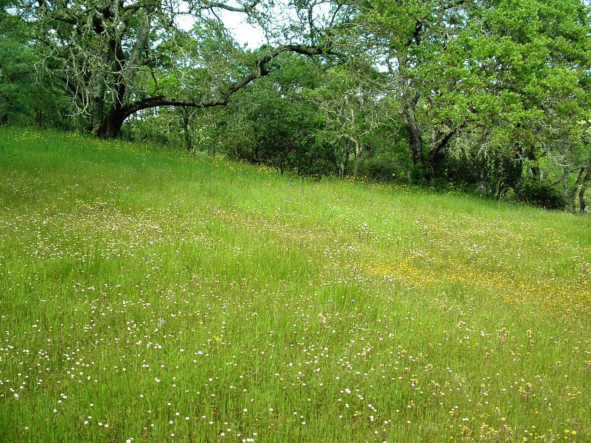 Foothill Regional Park Windsor