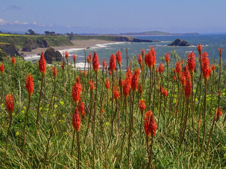 Red flowers in the foreground with coast in the background at Jenner, Sonoma County, California