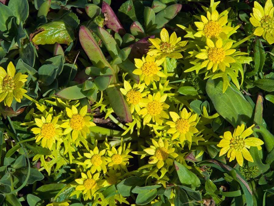 Part of the sunflower family, two species of mule’s ears are found in Sonoma County. 