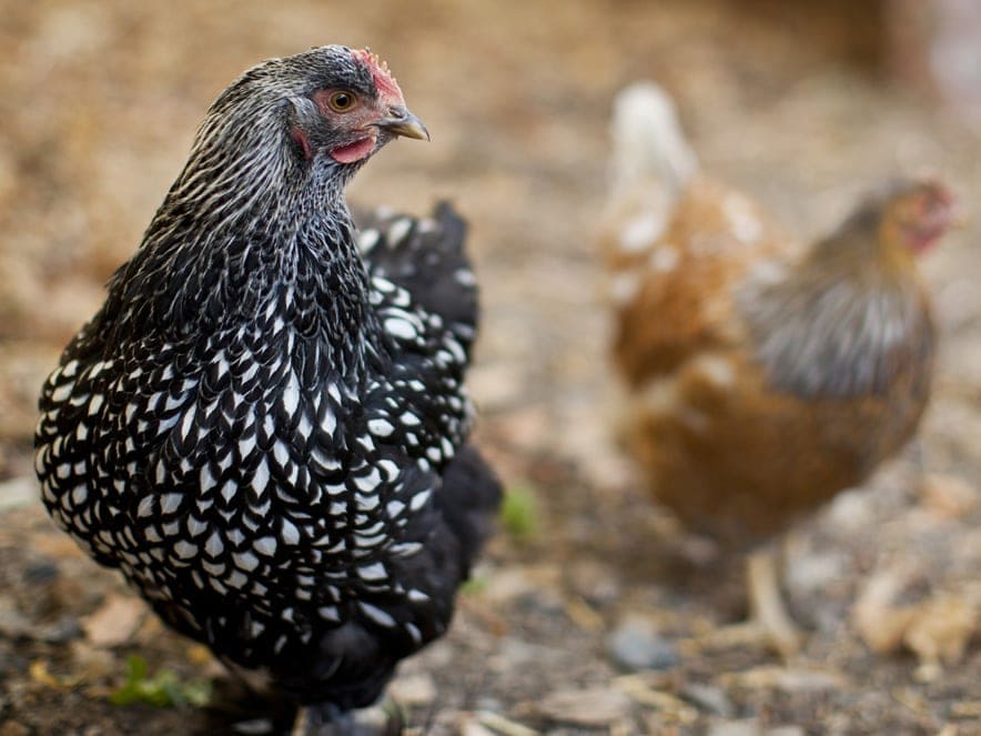 Two chickens from Tara Firma Farms.