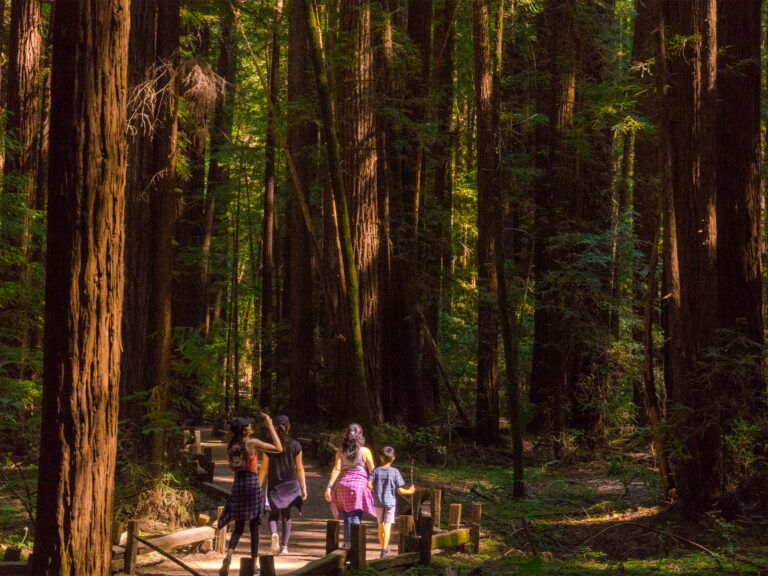 family hiking in the redwoods of sonoma county