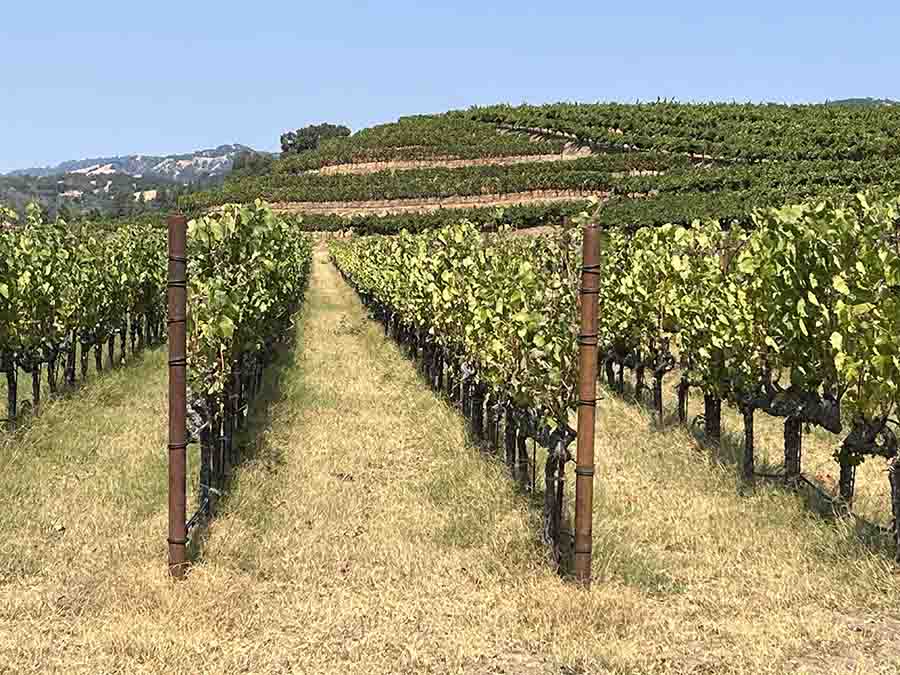 Grape Vines in Sonoma County