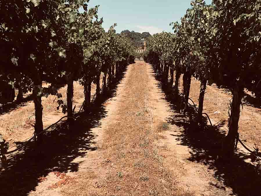 Paths down the Vines