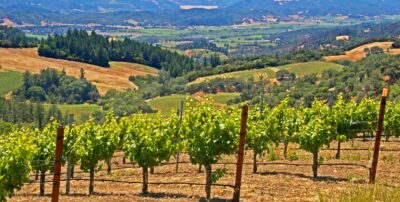 Vineyards in the summer in Alexander Valley
