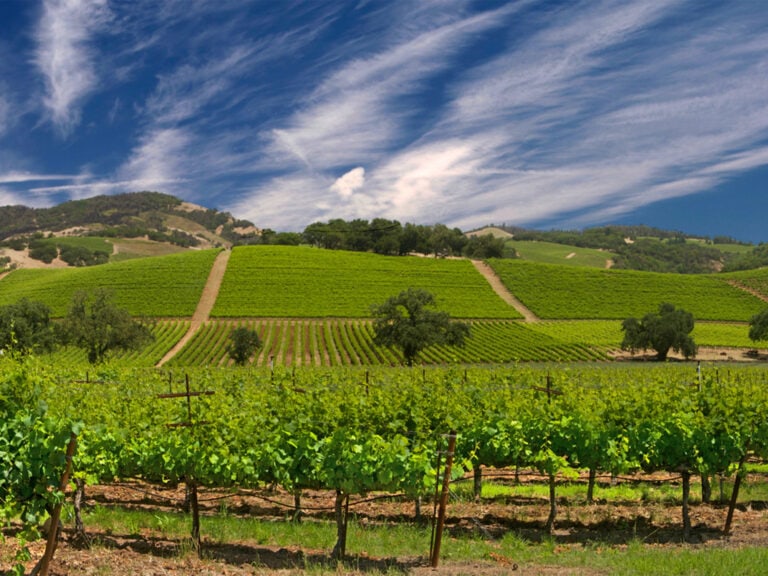 Sonoma county Vineyards