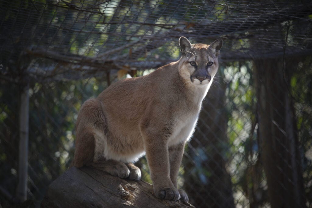 Tiger at Sonoma County Wildlife Rescue