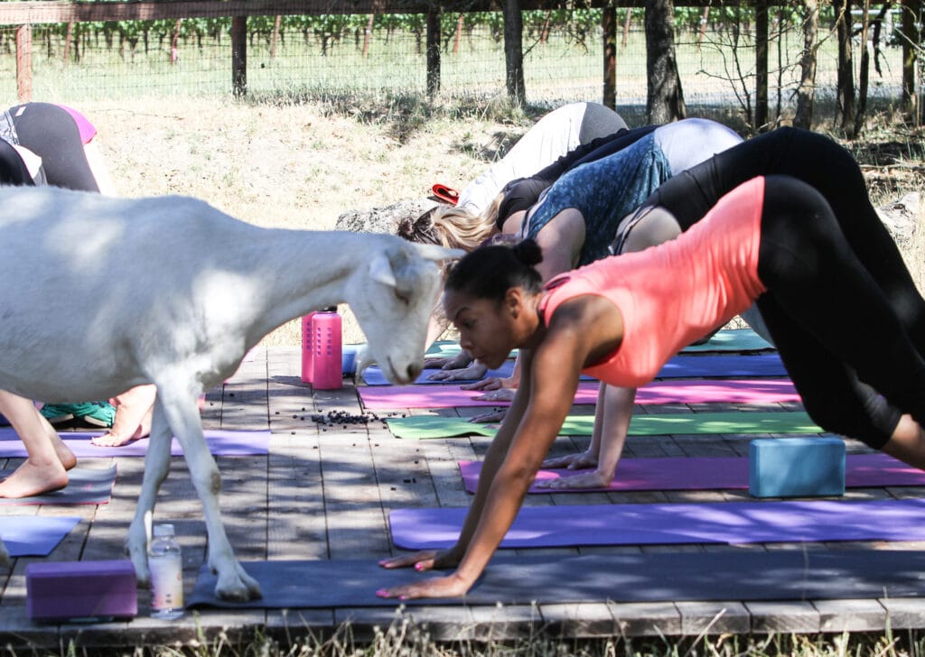 Yoga at Goatlandia