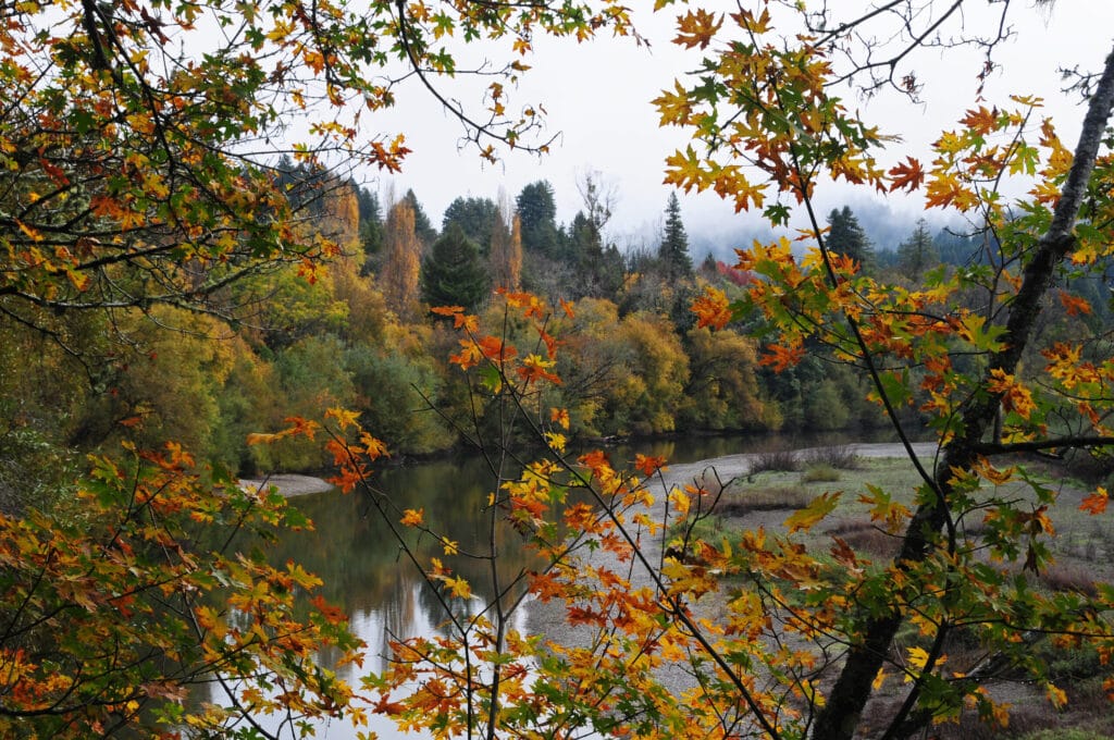 Morning fog settles over the trees at Healdsburg’s 