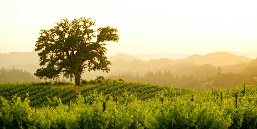 Summer Vineyards in Knights Valley