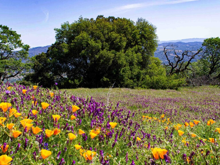 Wildflowers at Jack London State Park