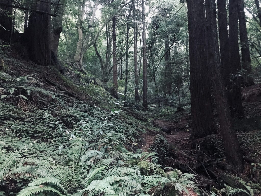 Madeline Sone Wildlife Preserve, Sebastopol 