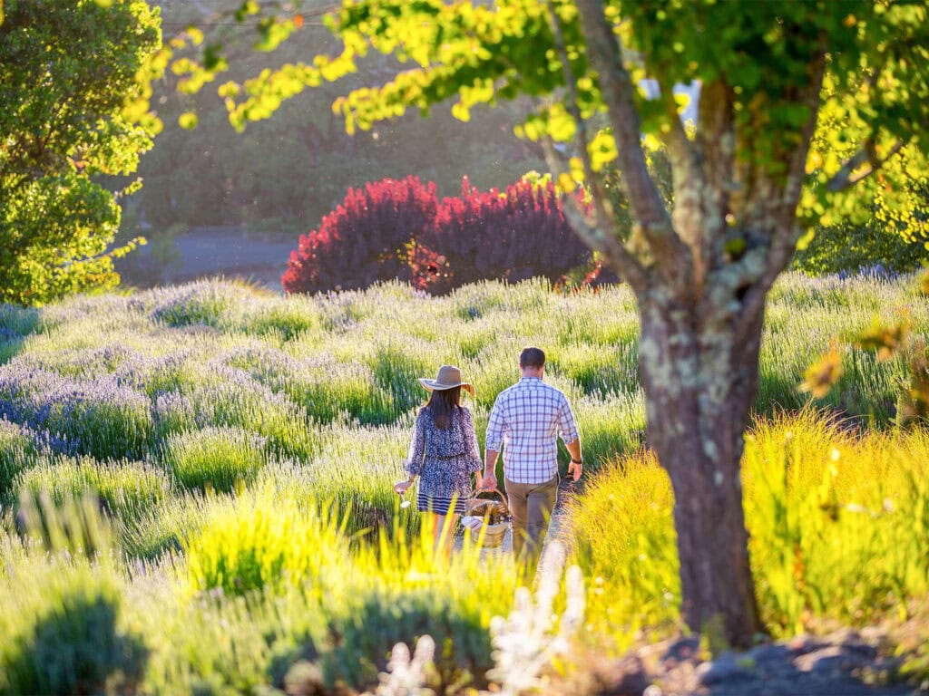 Lavender Fields Matanzas Creek Winery
