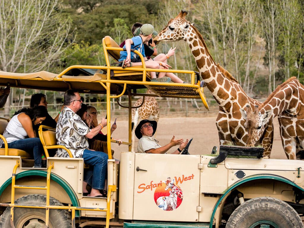Feeding Giraffes Safari West Santa Rosa