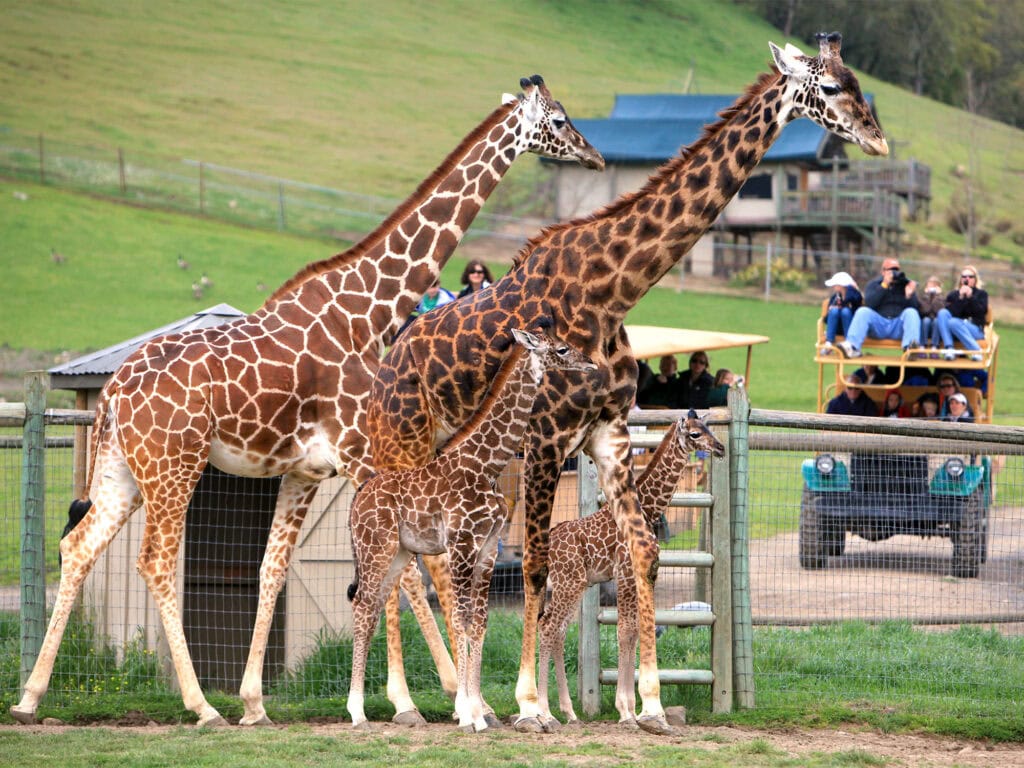 Giraffes Safari West Santa Rosa