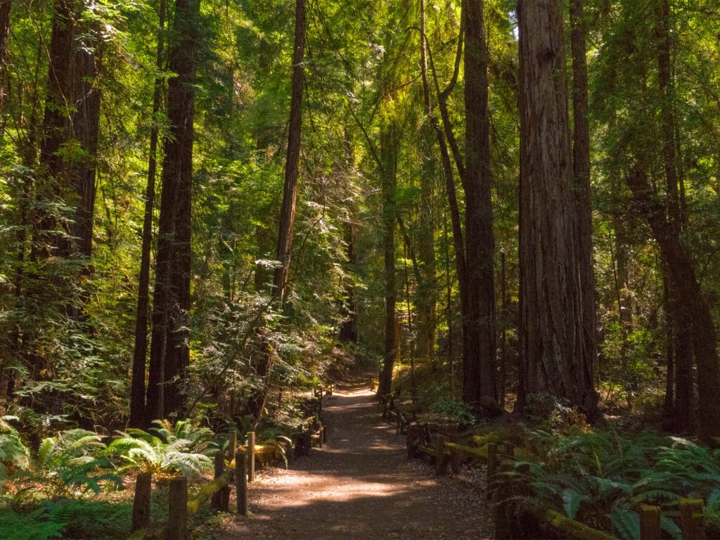 Armstrong Redwoods State Natural Reserve Guerneville