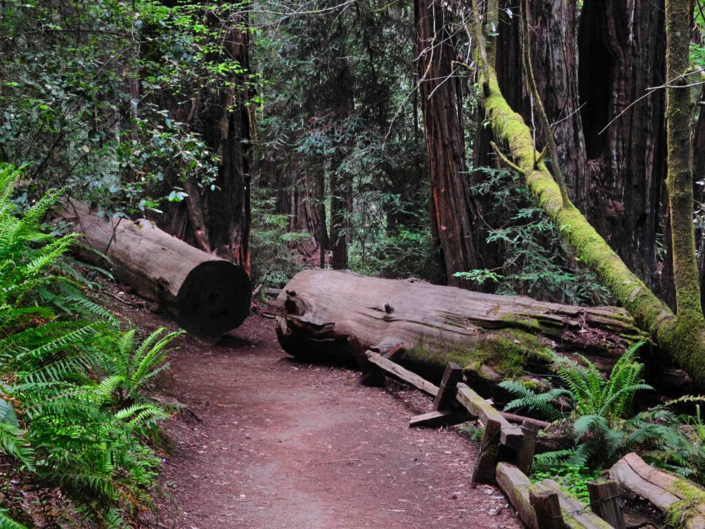 outdoor nature at Armstrong Redwoods State Park in Guerneville