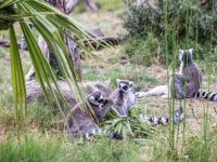 lemurs at the wildlife park safari west