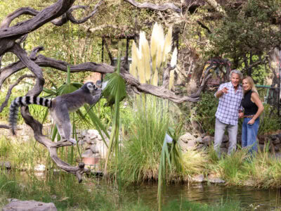 wildlife experience at safari west with lemurs
