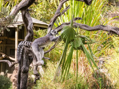 lemur playing with the toy and treats at the wildlife park