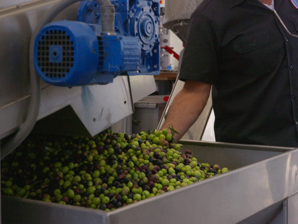 learning about how olive oil is made