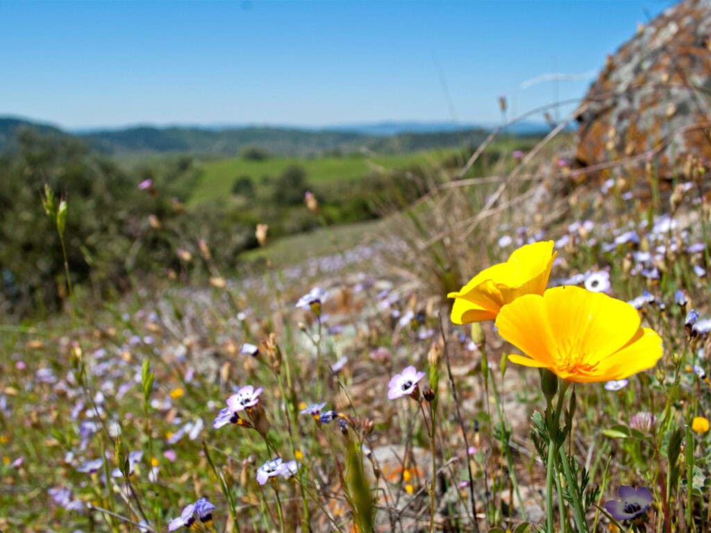 poppy flower at annadel state park