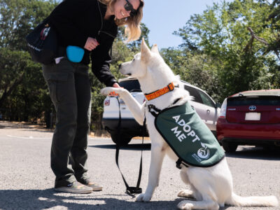 a visitor taking a shelter dog out for the day in sonoma county