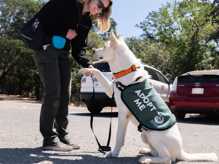 a visitor taking a shelter dog out for the day in sonoma county