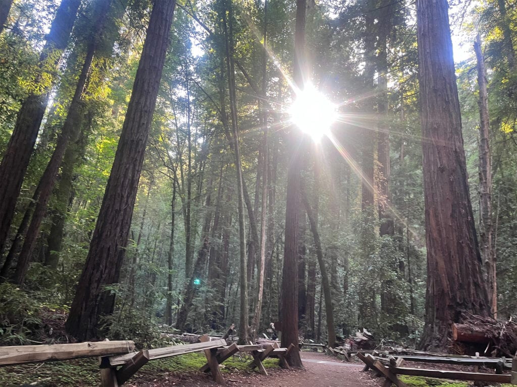 the sun shining through the redwoods trees at armstrong redwoods state natural reserve in sonoma county