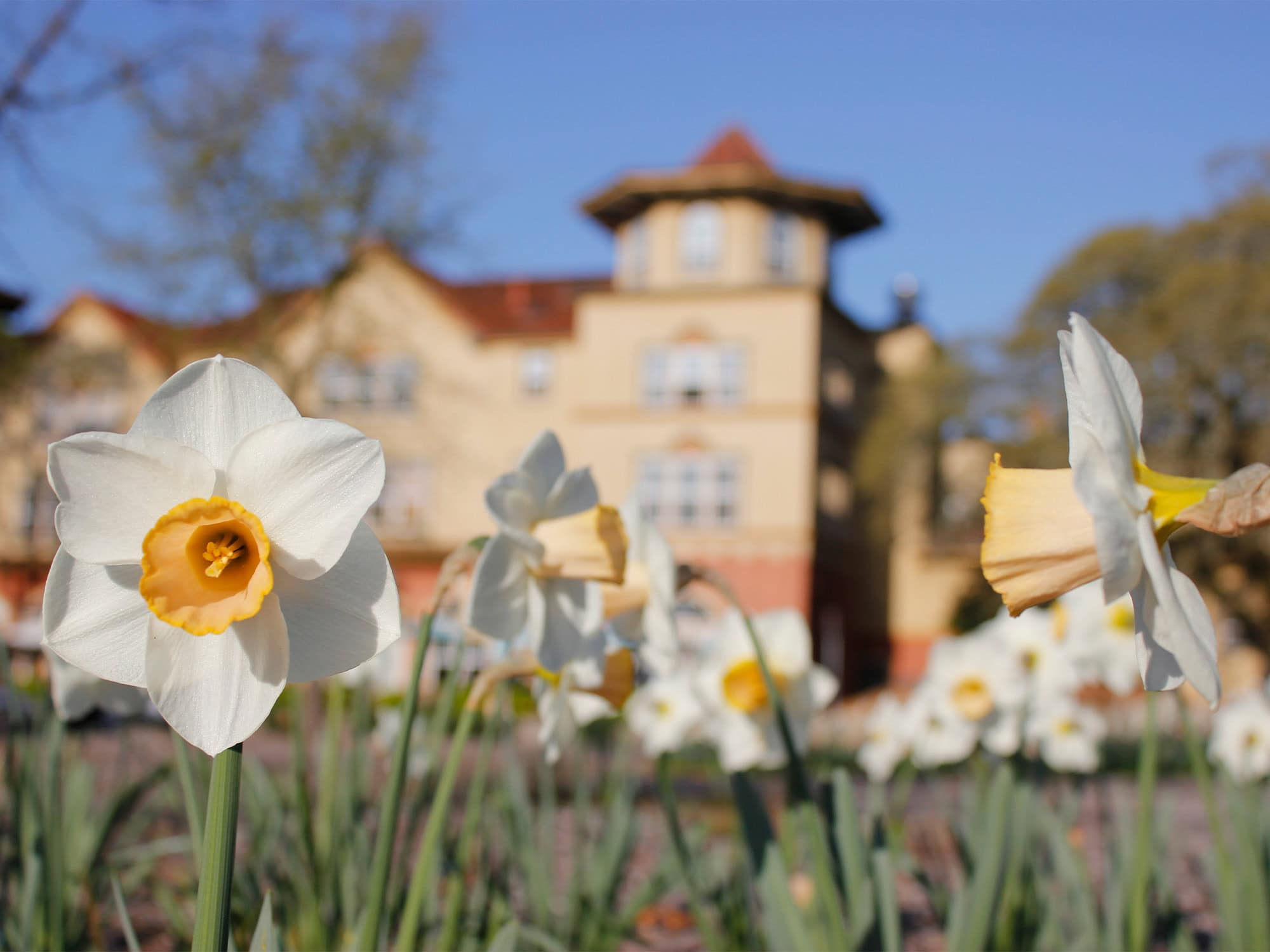 flowers at windsor in sonoma county