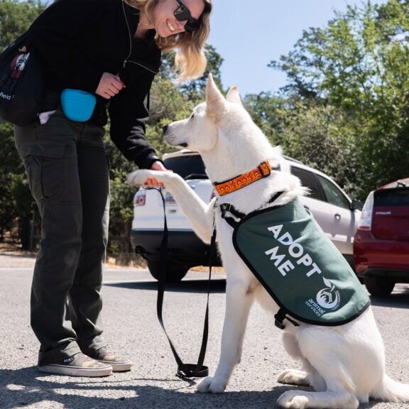 a visitor taking a shelter dog out for the day in sonoma county