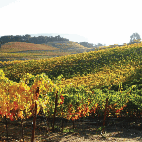 vineyards changing colors during fall at benziger winery in sonoma county