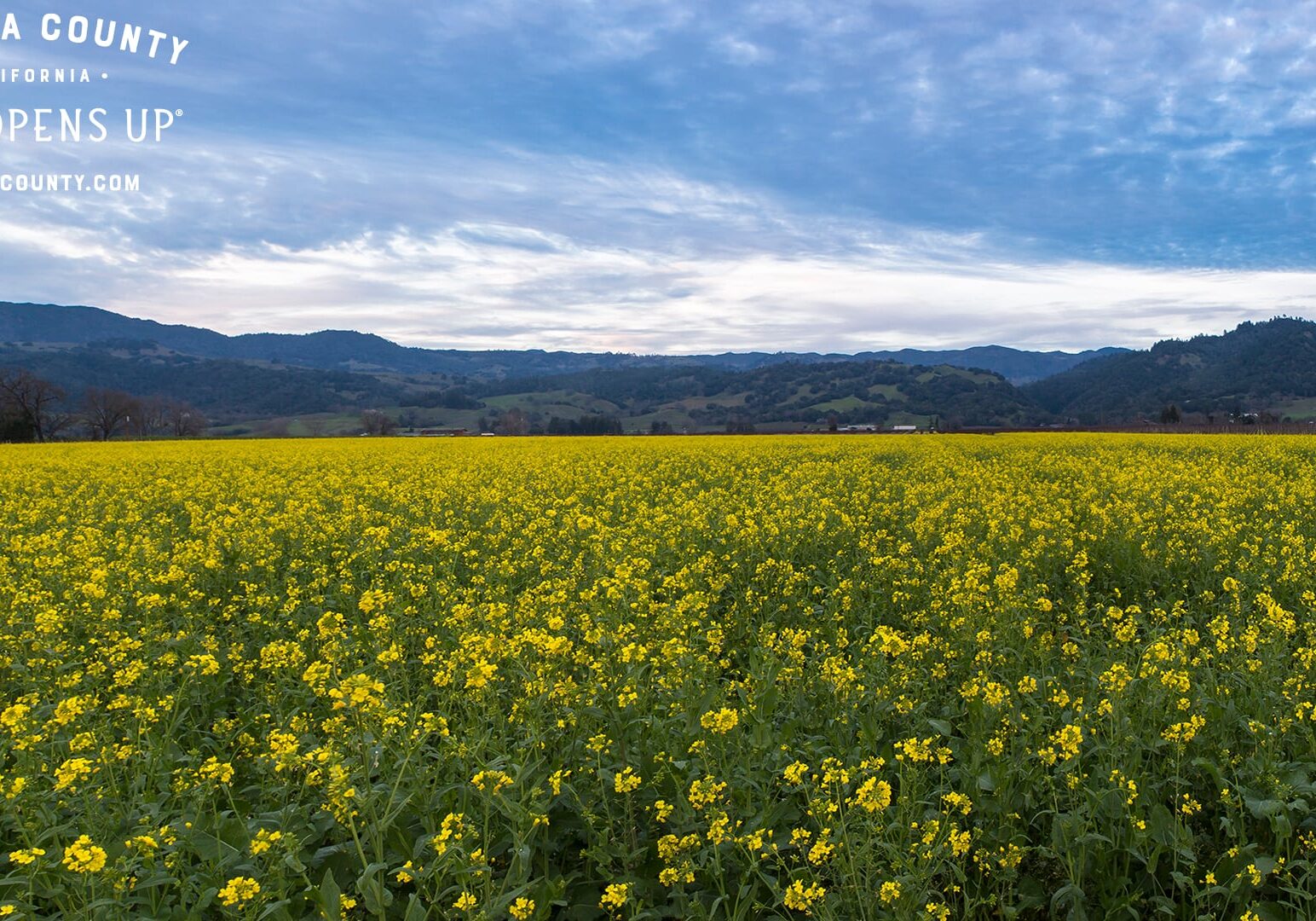 Field of mustard plants with yellow blooms