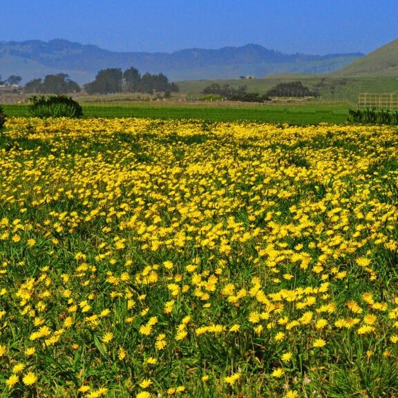 Yellow wildflowers covering a field in Sonoma County