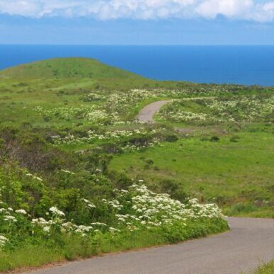 Coast Bay Hill Road on the Sonoma Coast in May