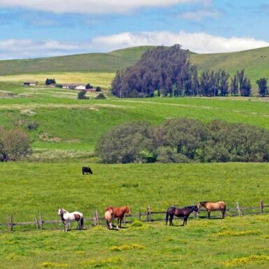 farms_horses_sonoma_county_005_1920x968